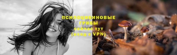 гашик Ладушкин
